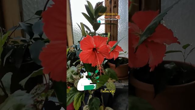Гибискус💐|Цветок|😘💕#СердцеЦветка,#Цветок смотреть онлайн