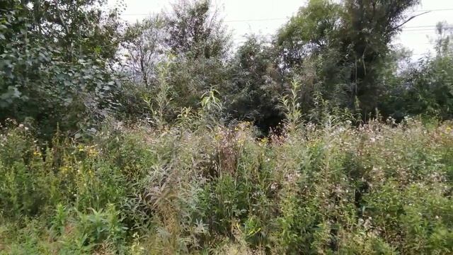 Штиль на Затулинке в Новосибирске смотреть онлайн