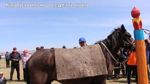 Праздник табунщика в Еравне, Бурятия. Оседловка коня. смотреть онлайн