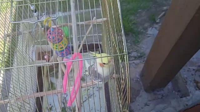 что делать если попугай улетел?/ Советы/ Хомуся life смотреть онлайн