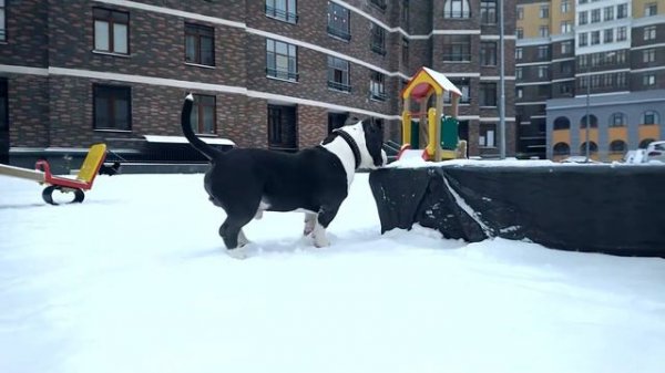 Американский булли покет Слэшер