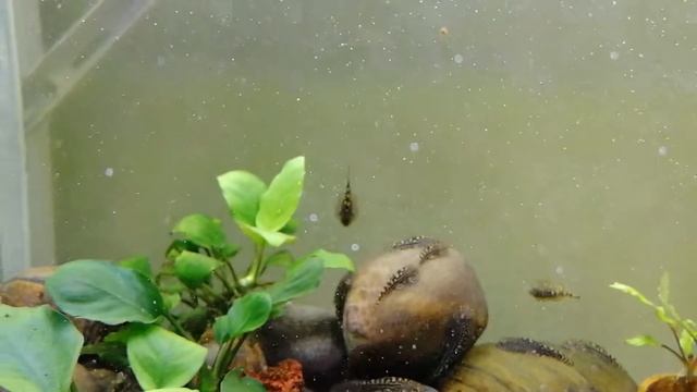 Севильи: как отличить самца от самки смотреть онлайн