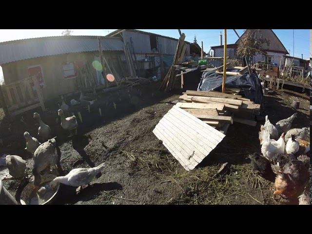 Куры утки гуси разведение и выращивание смотреть онлайн