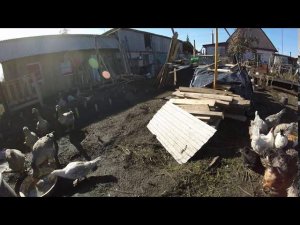 Куры утки гуси  разведение и выращивание