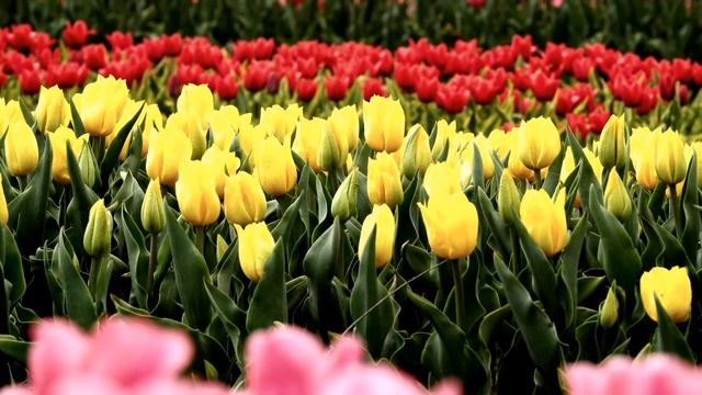 Создаем весеннюю сказку в саду. Посадка тюльпанов и уход за ними смотреть онлайн