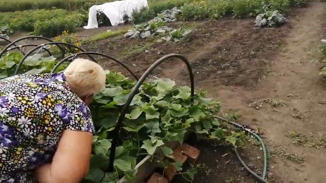 Почему мы переехали из города в деревню смотреть онлайн