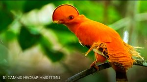 10 САМЫХ НЕОБЫЧНЫХ ПТИЦ. Интересные факты