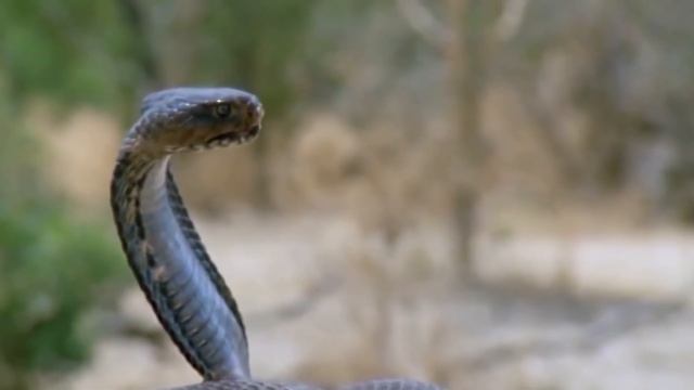 The cobra is no competition for this snake… The taipan is the most ferocious snake in the world смотреть онлайн