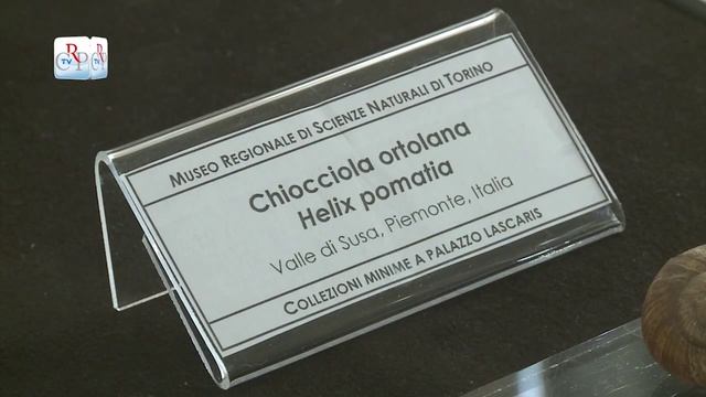 Chiocciola Helix pomatia смотреть онлайн