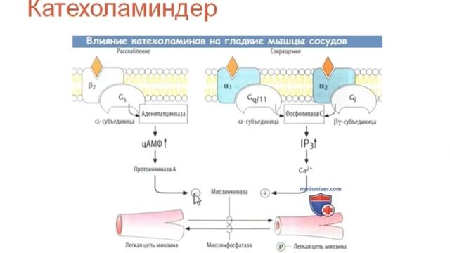 КАТЕХОЛАМИНДЕР | ЦАМФ , ВАЗОДИЛАТАЦИЯ / КОНСТРИКЦИЯ | ФАРМАКОЛОГИЯ , БИОХИМИЯ смотреть онлайн