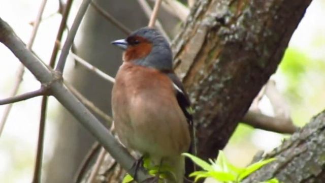 Пение птиц. Зяблик. смотреть онлайн