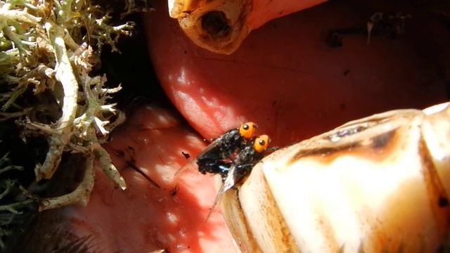 Thyreophora Cynophila Cópula