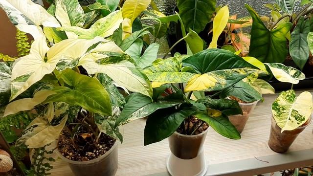 Сингониум желтый и белый имератор/   Syngonium Imperial Yellow & Syngonium Imperial White / Отличия