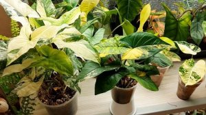 Сингониум желтый и белый имератор/   syngonium imperial yellow & syngonium imperial white / Отличия