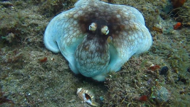 мастер маскировки смотреть онлайн