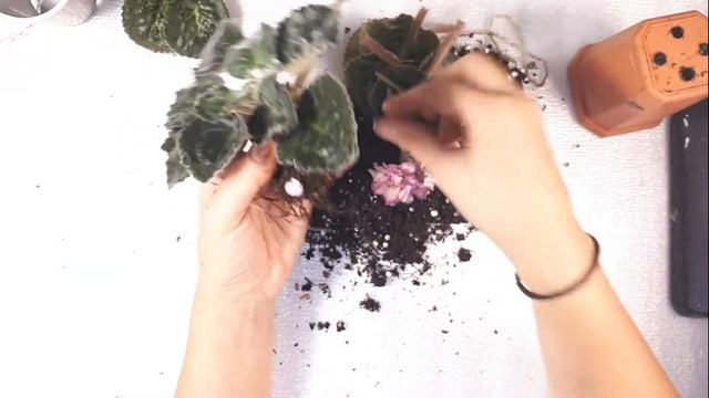 Пересадка Фиалки Buckeye Colossal смотреть онлайн