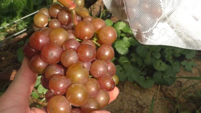 План работ на винограднике на сентябрь 2021 смотреть онлайн