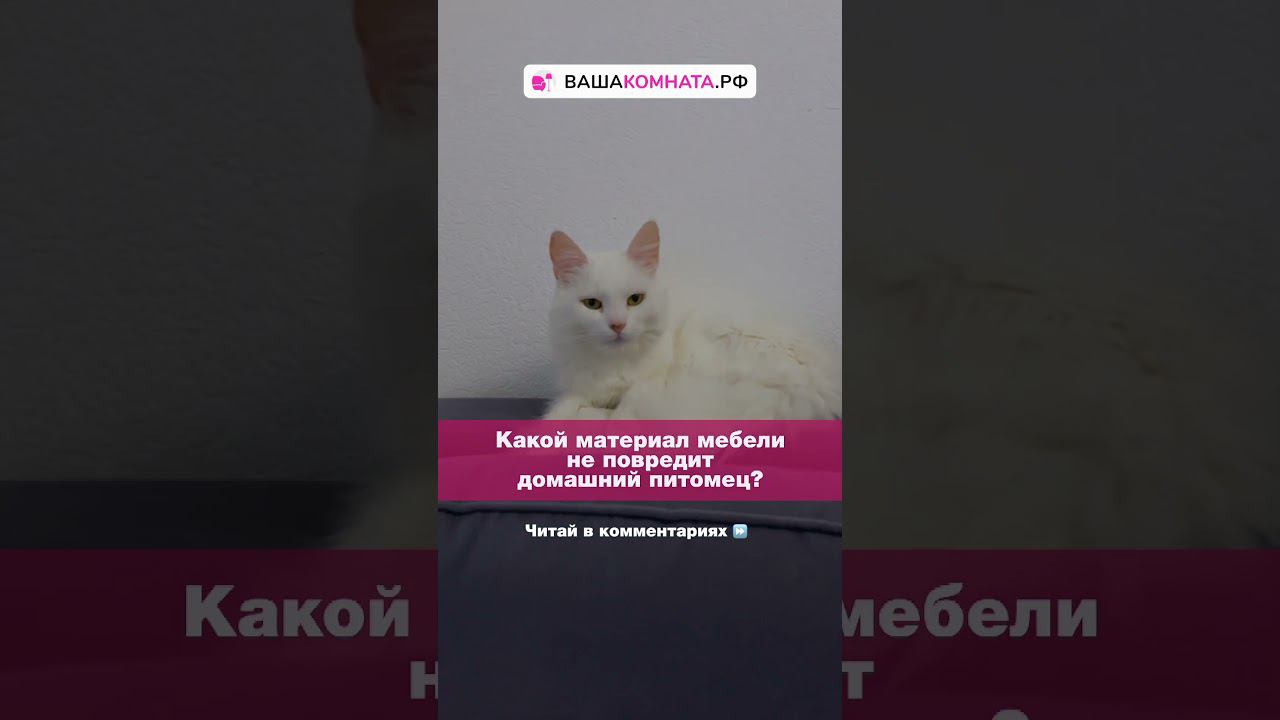 #мебель и #питомцы в квартире #shorts смотреть онлайн