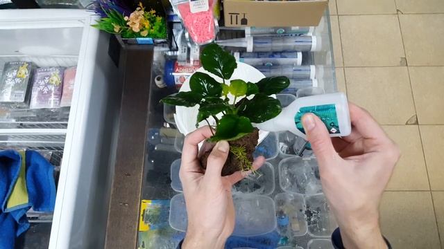 Лава Barbus + Анубиас + Клей смотреть онлайн