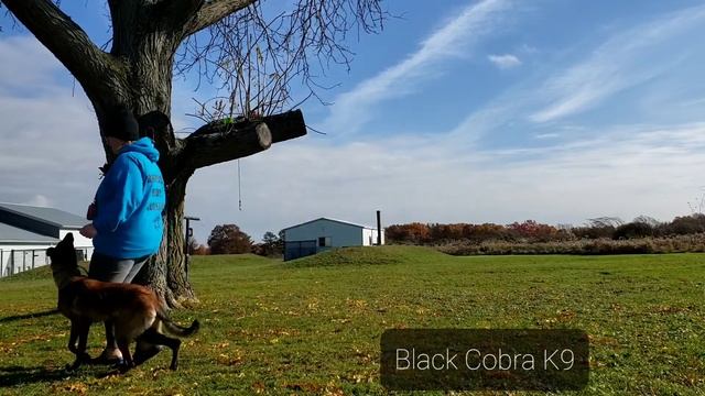 Black Cobra's Oracle 9 months old смотреть онлайн