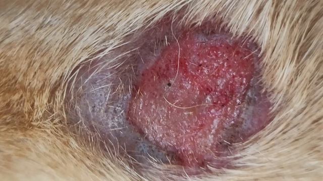 Заживление язвы - Ulcer healing смотреть онлайн