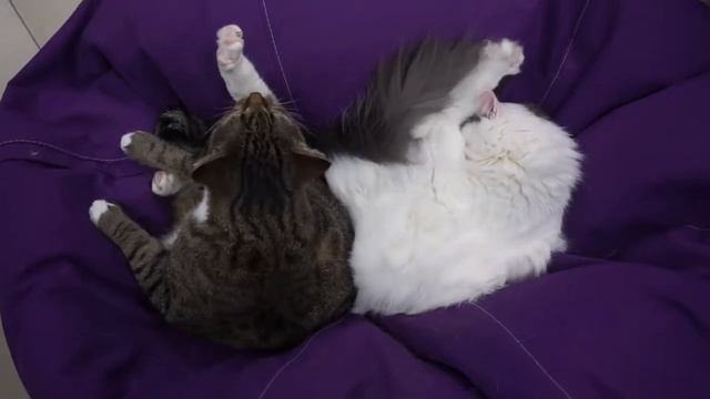 Мурчащие коты | Котокафе "Котокот" в Стерлитамаке? смотреть онлайн