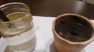 выращивание яблони из ветки