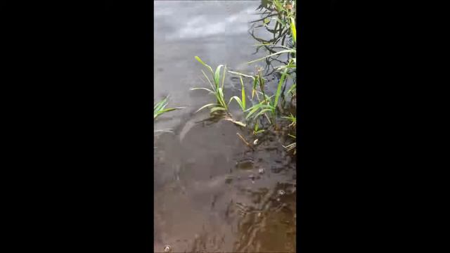 РЫБАЛКА НА КАРПА 2016 смотреть онлайн