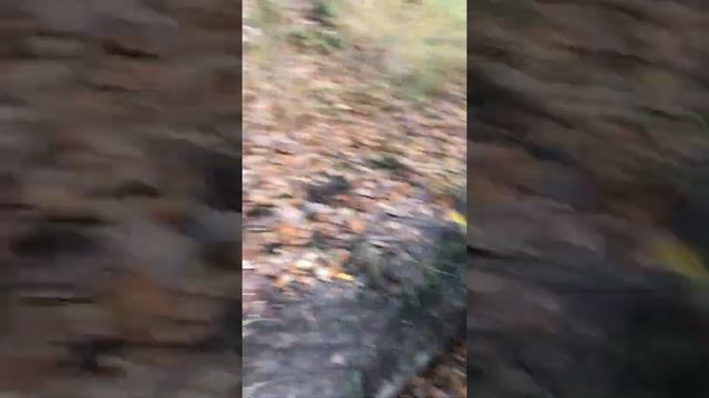испытание лебёдки или как мы в лес поехали смотреть онлайн