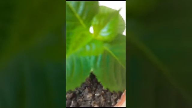 Крупнолистная гортензия Ваши отзывы,спасибо за обратную связь #гортензии #гортензия смотреть онлайн