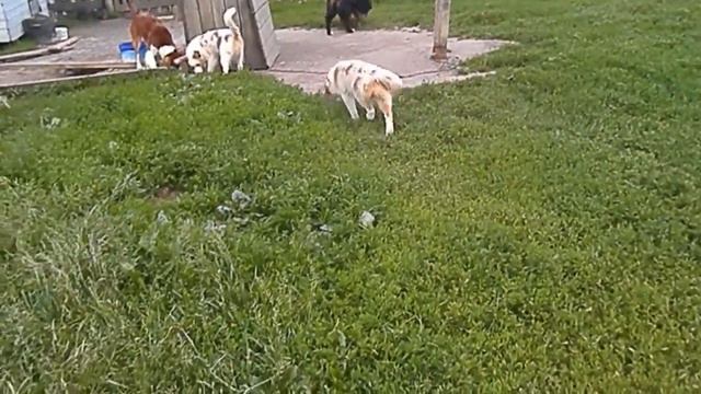 Аусси щенки.