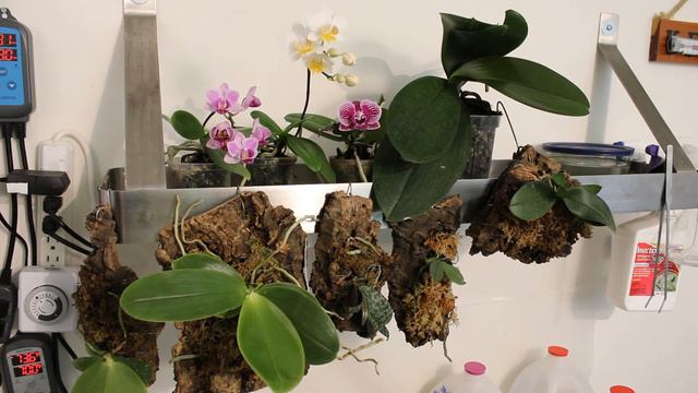 Phalaenopsis orchid tour and discussion смотреть онлайн