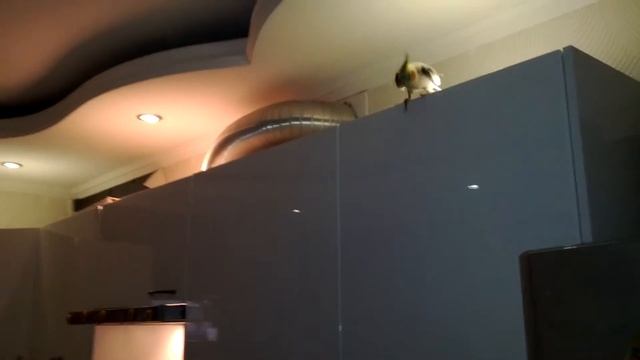 Даша кушает блины смотреть онлайн