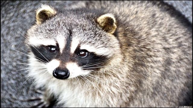 Sho Jo ji（The Hungry Raccoon) смотреть онлайн