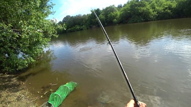 ЛУЧШАЯ НАСАДКА ДЛЯ ЛОВЛИ САЗАНА НА РЕКЕ СУРЕ смотреть онлайн