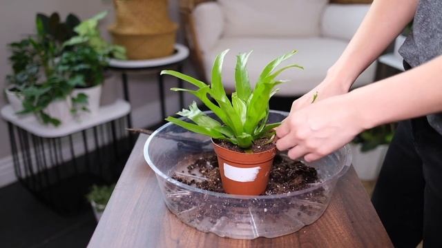 Bird's Nest Fern (Asplenium Nidus) Care & Growing Guide - Plant Mom Care смотреть онлайн