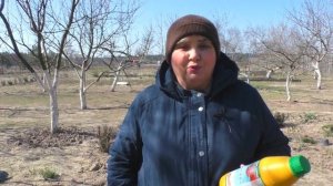 Первая ОБРАБОТКА Сада Весной. Готовлю БОРДОССКУЮ Смесь. Мой сад. Мой опыт.