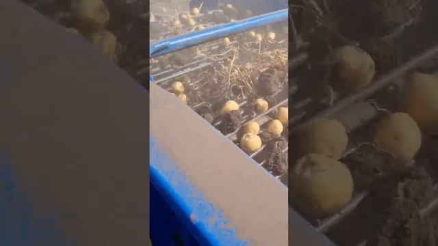 Сорт картофеля Ривьера Свердловская область смотреть онлайн