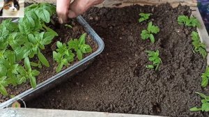 Пикировка Рассады Томатов в Ящики. Пересадка Рассады