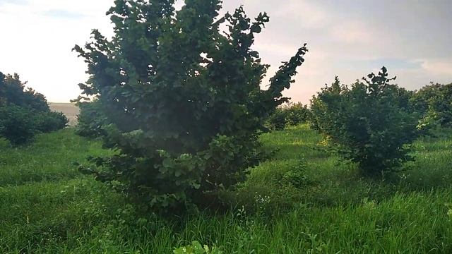 Фундук Сад фундука.Урожайные сорта фундука.