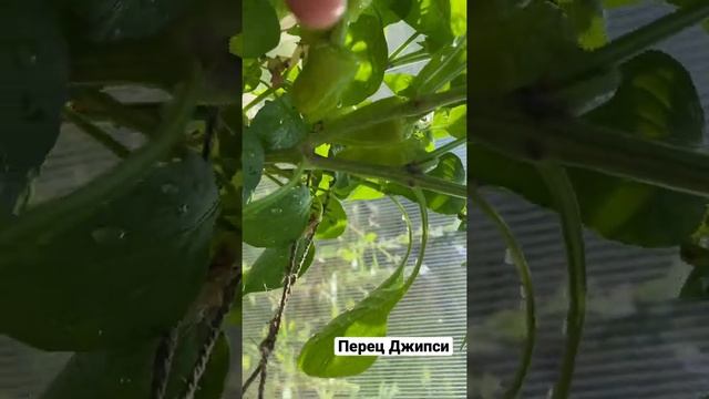 Перец Джипси. 95 дней. Жара на Урале, перцу хорошо #перец #джипси #теплица #дачасадогород #урал смотреть онлайн