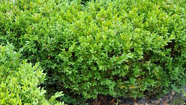 САМШИТОВА ВОГНІВКА/позбутися від шкідників ЛЕГКО та ПРОСТО #самшит #subtitles #субтитры смотреть онлайн