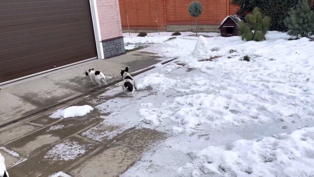 Как французские бульдоги провожают меня на работу… смотреть онлайн