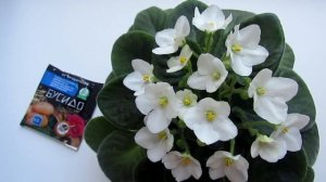 ТРИПСЫ НА ФИАЛКАХ! БОРЬБА С ТРИПСОМ МГНОВЕННО!