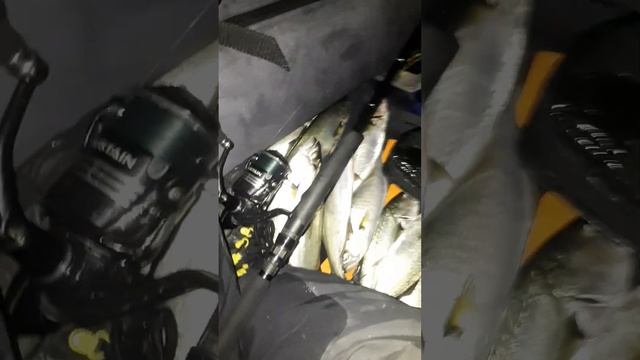 kano ile lüfer avı kayak fishing смотреть онлайн