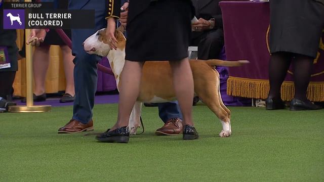 Bull Terriers (Colored) | WKC | Breed Judging 2020 смотреть онлайн