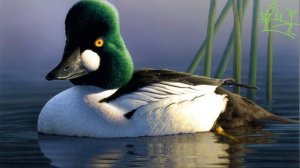 Голоса птиц Как поёт Гоголь (Bucephala clangula)