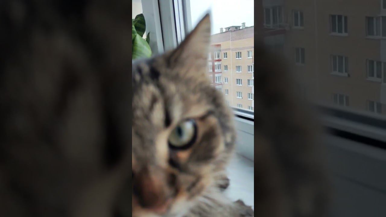 Что увидел кот?! дочь прислала видео)) смотреть онлайн