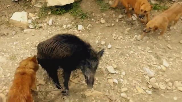 Собаки атакуют кабана. Охота на дикого кабана. смотреть онлайн