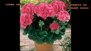 ★Когда и как обрезать герань. Растение будет пышное и красивое на зависть гостям